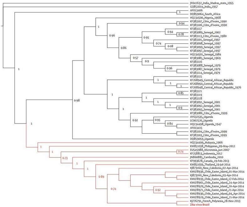 Figure 3. Maximum Likelihood Phylogenies of the NS5 Genomic Region from Brazilian Zika Virus. (Calvet et al. Detection and sequencing of Zika virus from amniotic fluid of fetuses with microcephaly in Brazil: a case study. 2016)